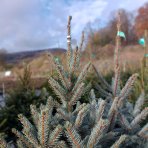 Smrek pichľavý (Picea pungens) ´GLAUCA´ - výška 120-150 cm, kont. C20L